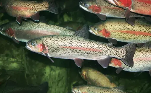 Trout fish in group. Image by Evok20/Shutterstock.