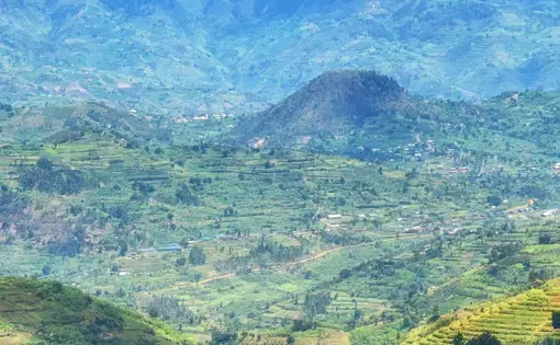 a forest in Rwanda