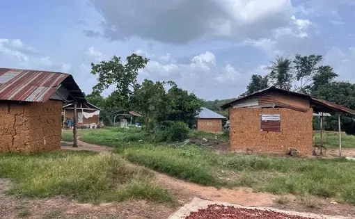 Cocoa pods dry in the sun on the ground next to small mud brick homes.