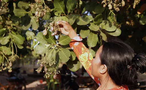 A woman plucks a fruit from a lush green tree.