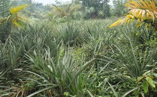 Tall grass.