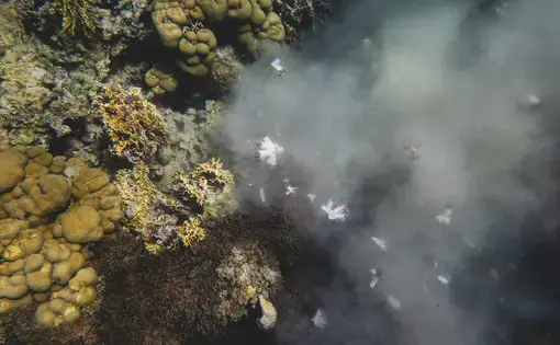 Coral reef