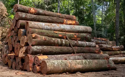 Logs of wood