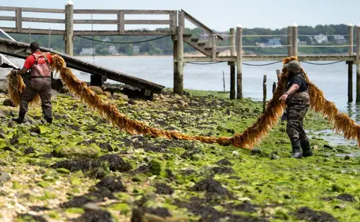 a person carries a large line of kelp out of the water
