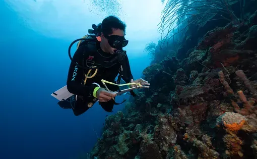 A diver examines a coral reef