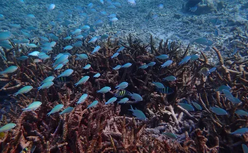 Coral