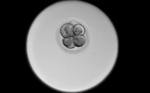 screenshot from video of embryo growing in a lab