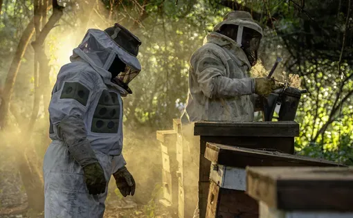 beekeepers take care of bees in Argentina