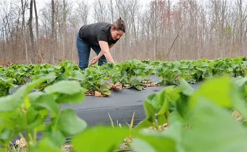 A woman bends down to inspect a row of vegetables growing in rows under a black tarp.