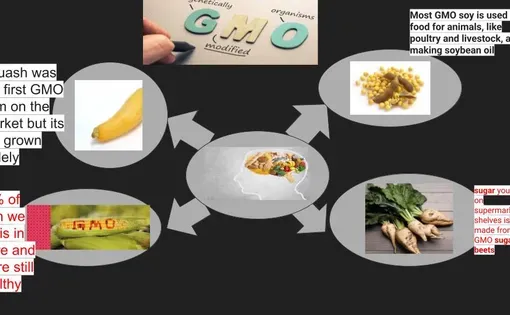 Graphic designed by Chicago high school students reflects key statistics about GMOs that defend their response to the question, "can a healthy diet include GMOs?"