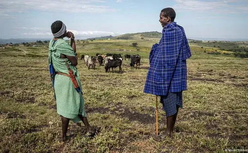 Maasai herders watch over livestock