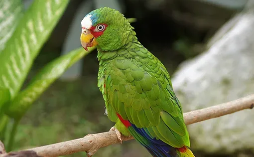 A green parrot