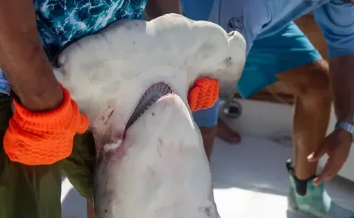 hammerhead shark