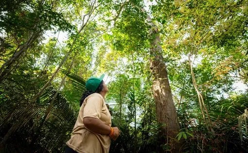 Lydiane Bastos, a forest engineer and researcher at the National Institute for Amazonian Research (INPA), looks up at the tree canopy in the Amazon rainforest
