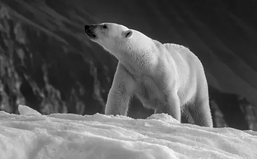 Polar bear, ursus maritimus, and the rice and mountains of Vikinge Bay, Scoresby Sund, Greenland. Side view of an adult female sitting on an iceberg. Black and white. Image by Jane Rix/Shutterstock.