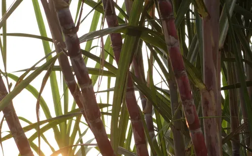 Uganda Sugarcane