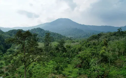 Potret udara menunjukkan kebun warga Lubuk Beringin dengan latar perbukitan Lubuk Raya. Lanskap Bujang Raba berperan penting bagi hidrologi dan ekosistem Jambi, sekaligus menjadi ruang pertanian berkelanjutan yang sejak puluhan tahun ditanami durian, jernang, pinang, karet, dan lainnya. (Project M/Adi Renaldi)