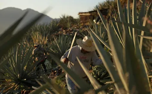 Workers harvest agave to make mezcal