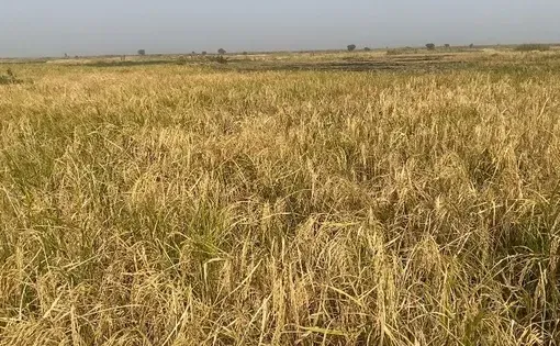 Dried rice straw lies scattered across an abandoned field after floodwaters swept through the area. Photo Credit: Abdullahi Muritala