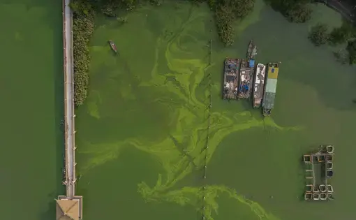 Thirty years ago, the waters of Lake Tai, China’s third-largest lake, were clear of algae. But the lake is surrounded by several high-density cities, including Shanghai, Suzhou and Changzhou, metropolitan areas that have grown rapidly in the past few decades. Rampant sewer dumping and livestock drainage, combined with shifting agricultural practices, allowed the algae blooms to flourish, and now human mismanagement and global warming have entrenched them. ‘‘They love warm, stagnant, nutrient-rich…