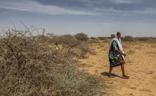 Faisa Abdi Alleh walks to her farm in Beer, Somalia, which was devastated by locusts. Image by Will Swanson / For The Times. Somalia, 2020.