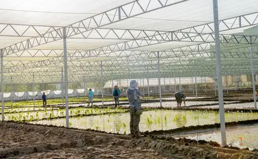 Gao Caixia’s team grows CRISPR-modified rice strains in experimental paddies near its lab. Image by Stefen Chow. China, 2019.