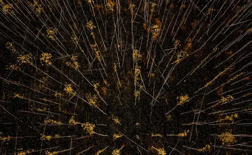 Burned eucalyptus trees are seen from above in Porto Velho, Rondonia State, August 26, 2019. Image by Sebastián Liste. Brazil, 2019.