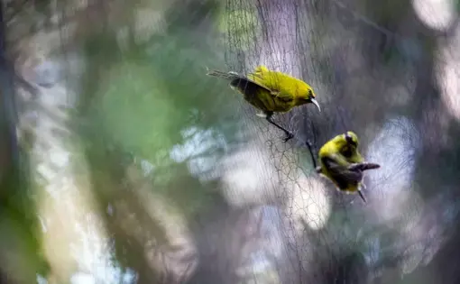 The nets would occasionally ensnare other Hawaii forest birds, such as amakihi, apapane and akohekohe. The crew would release them unharmed. Image by Nathan Eagle. United States, 2019.