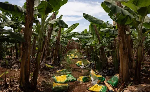 Bags of synthetic fertilizer are scattered across the ground among banana trees