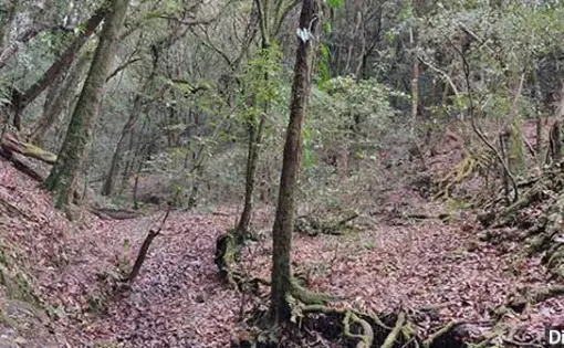Locals point to the thinned out forest cover even in protected forests like the sacred grove in Mawphlang (above). Image by Disha Shetty. India, 2019.