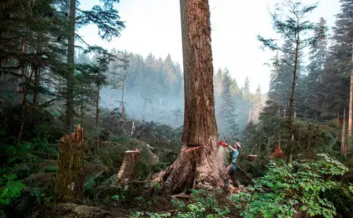 Sam Crawford, a young cutter at the Tuxekan logging site, takes down a large tree early in the morning. Image by Joshua Cogan. United States, 2019.