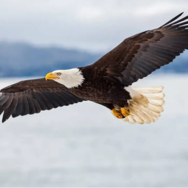 Logo for Brooks Eagles