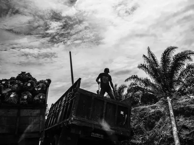 BEARING THE BRUNT.&nbsp;Palm oil workers transferring the fruits into another truck. Image by Xyza Cruz Bacani. Indonesia, 2018.