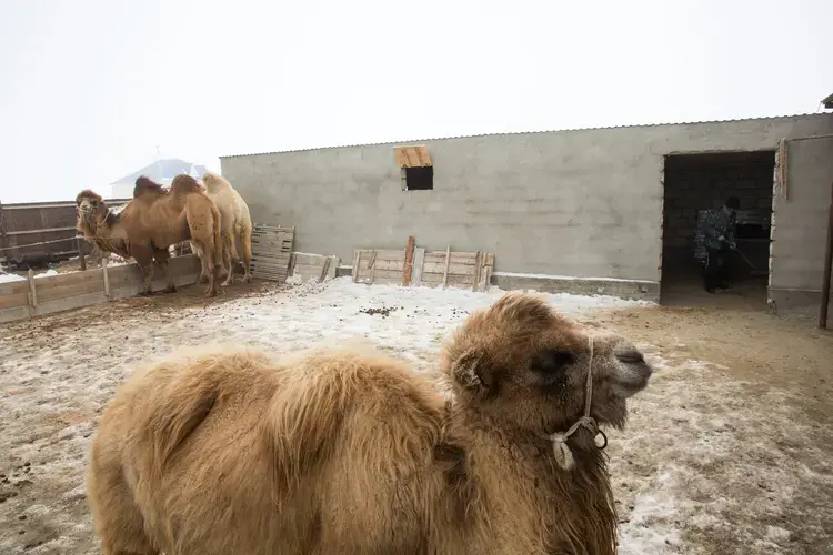 Local people have long relied on camels as livestock, especially as fishing declined. Image&nbsp;by Taylor Weidman. Kazakhstan, 2017.