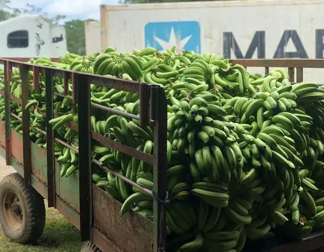 Sustainably grown bananas at Earth University. Image by Madison Stewart.&nbsp;Costa Rica, 2019.&nbsp;