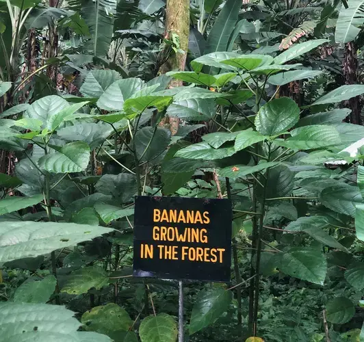 100-acres of natural banana production at Rio Sixaola Plantation. Image by Madison Stewart.&nbsp;Costa Rica, 2019.