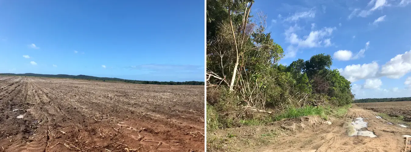 Areas near the Indigenous village of Sagi/Trabanda recently deforested for the expansion of sugarcane fields. Image&nbsp;by Rafael Lima. Brazil, 2019.