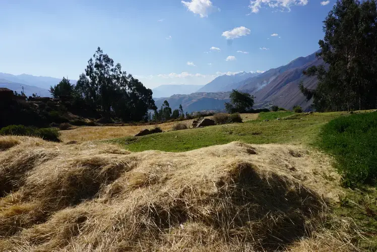 A pile of trigo, or wheat, on the Oros property.&nbsp;Image by Audrey Fromson. Peru, 2019.