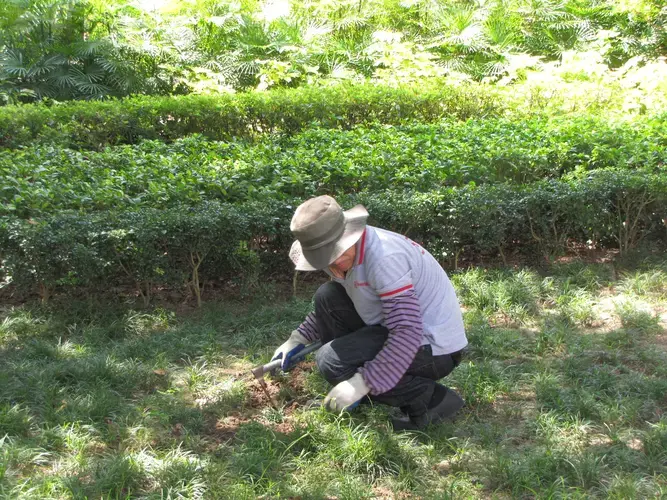 Qiang Zhang takes care of the small garden at the Cemiterio Sao Miguel de Arcanjo. He wears a hat in order to protect himself from the sun in a 103-degree afternoon. Image by&nbsp;Bruno Beidacki. Macau, 2017.