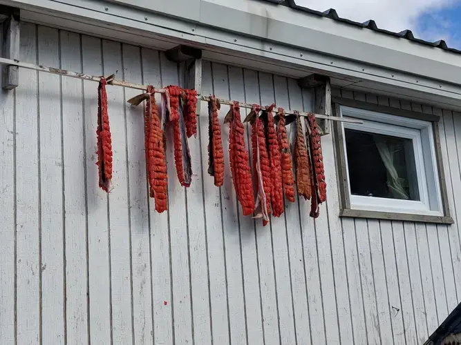 Arctic char dries on the side of a house in Pangnirtung. Seal, beluga and other 'country foods' are the traditional staples of the Inuit diet, and the custom of sharing food is still alive. Image by Julie De Meulemeester. Canada, 2018.&nbsp;
