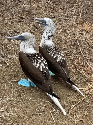 Blue Footed Boobie in Isla de La Plata.&nbsp;Image by Ayanna Dickinson. Ecuador, 2019.