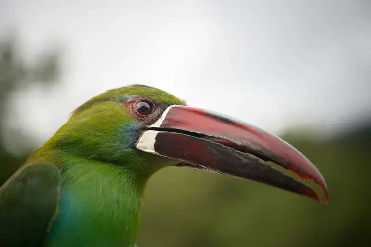 A crimson-rumped Toucanet, spotted by scientists during a survey of Colombia's Magdalena River Valley in December 2016. Image courtesy Felipe Villegas /&nbsp;Colciencias / Humboldt Institute. Colombia, 2016.