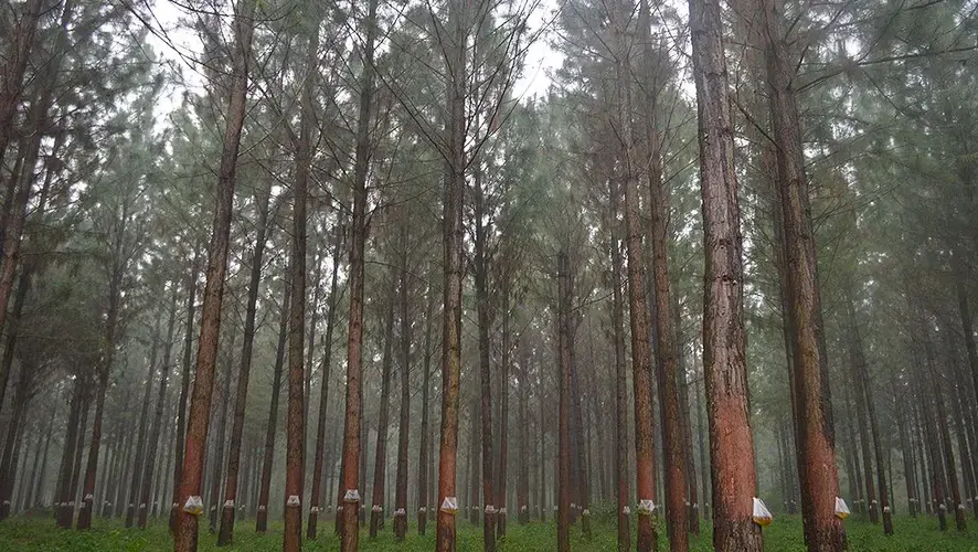 Bukaleba Forest trees. Image by&nbsp;Fredrick Mugira and Annika McGinnis. Uganda, undated.