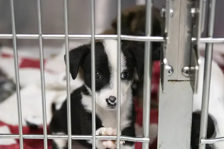 Kept in one large cage, the puppies and mother spend time together during their veterinary evaluations. Image by Jamie Holt. United States, 2019.<br />
