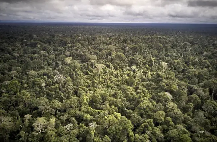 Aerial view of Maró Indigenous Territory. Brazil, 2019. Image by Pablo Albarenga.