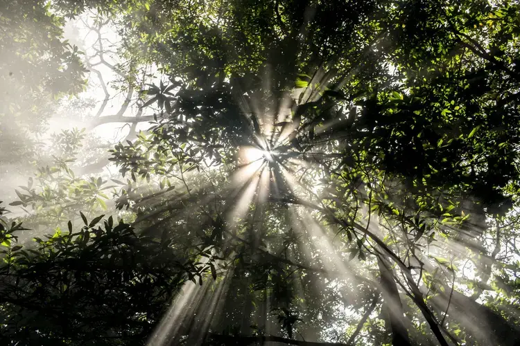 Clouds of gases and vapor from the Rincón de la Vieja volcano rise in the surrounding tropical forest in Costa Rica. Image by Dado Galdieri / Hilaea Media. Costa Rica, 2020.