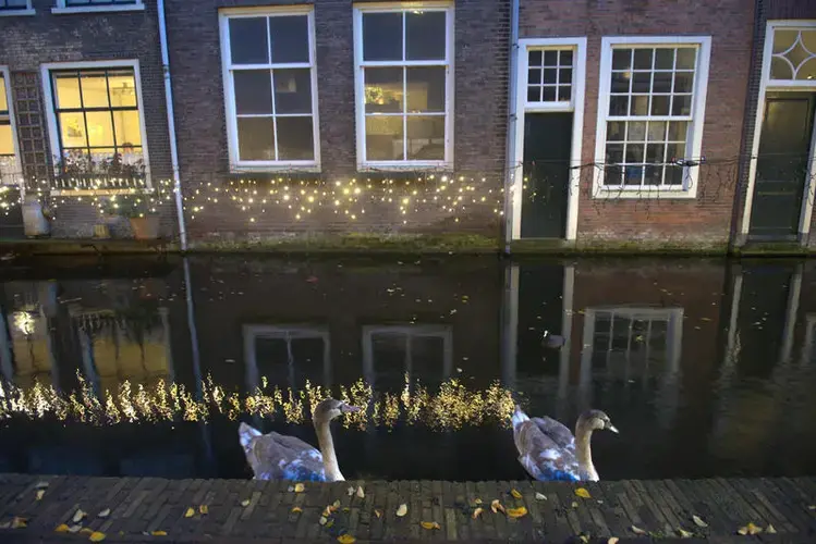 Geese float in a canal in Delft in the Netherlands. Photo by Chris Granger, The Times-Picayune | The New Orleans Advocate.&nbsp;Netherlands, undated.