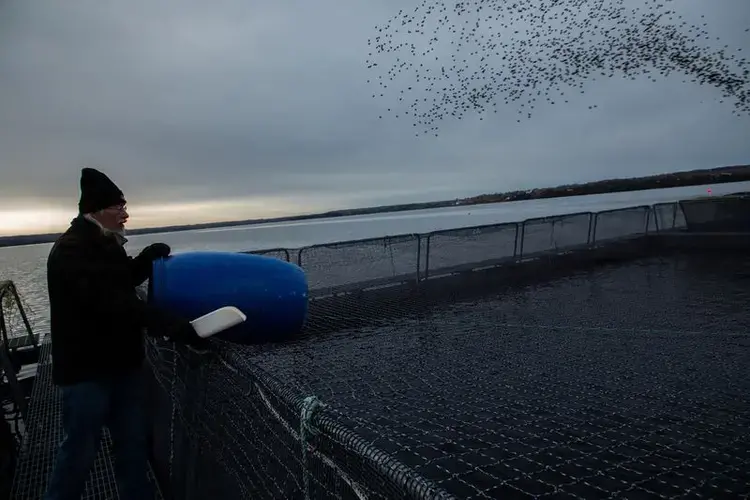 A worker feeds the fish at Buzwah Fisheries fish farm on Lake Huron in the Wikwemikong Unceded Territory on Manitoulin Island. Image by Zbigniew Bzdak / Chicago Tribune. Canada, 2019.