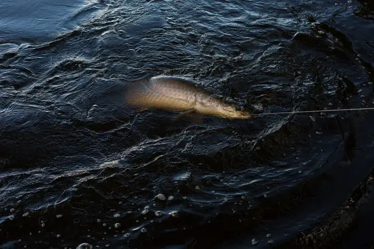 Fishermen in Bolivia are still just learning to catch the invasive giant. In Lago Mentiroso, they use only fishing lines. Elsewhere, fishermen use nets, which are more efficient, but which also capture native species. Image by Felipe Luna. Bolivia, 2018.<br />
