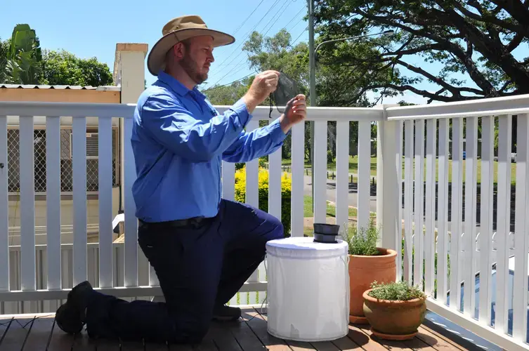 In Australia, a Queensland scientist monitors Wolbachia-infected mosquitoes that can block dengue and other viruses including Zika. Image courtesy&nbsp;Eliminate Dengue Townsville.